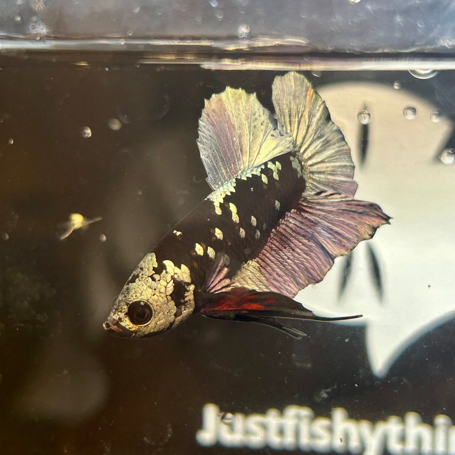 Avarta Copper Plakat - Male Betta 13 Full Mask