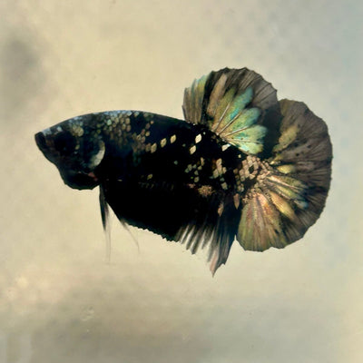 Avarta Copper Plakat - Male Betta 135