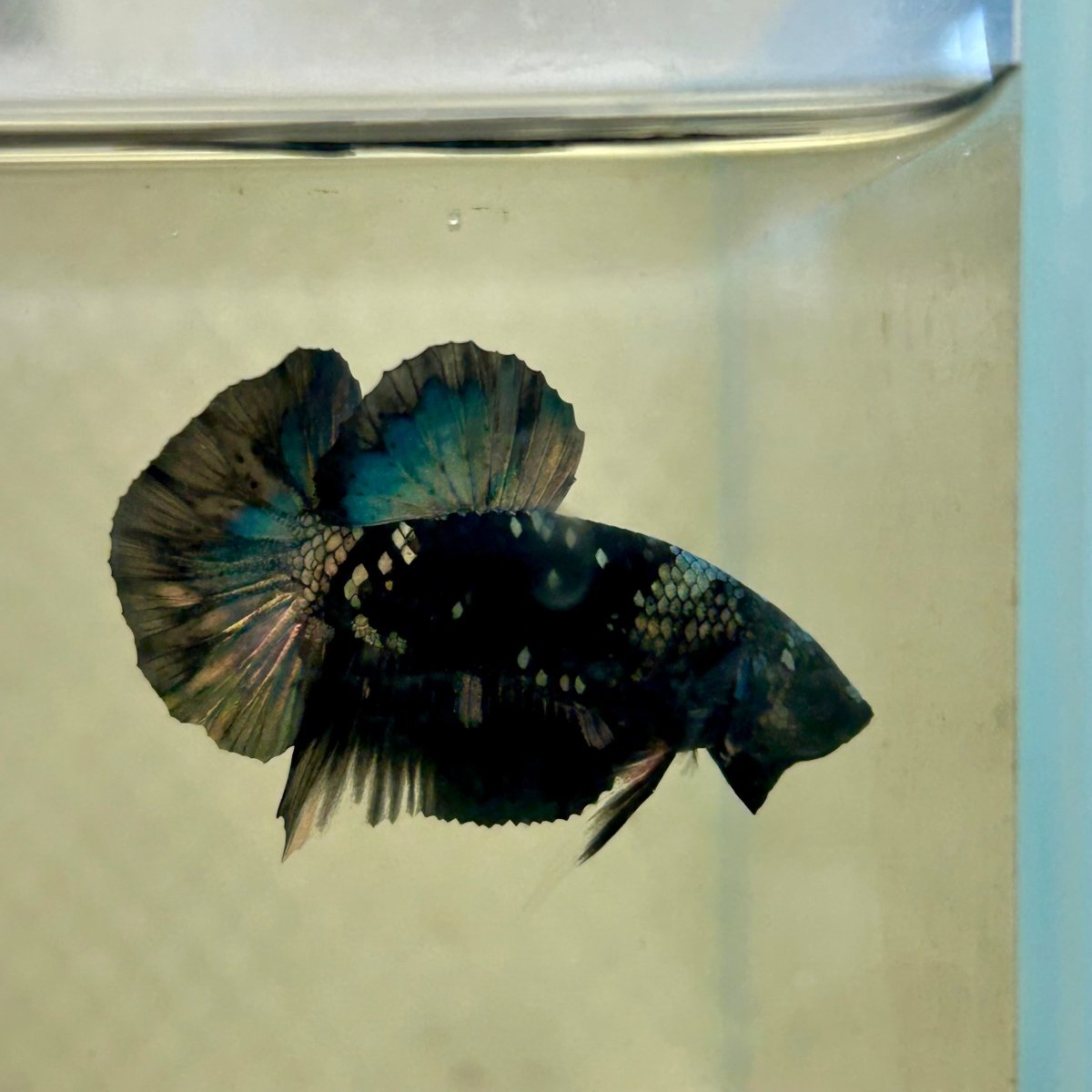 Avarta Copper Plakat - Male Betta 135