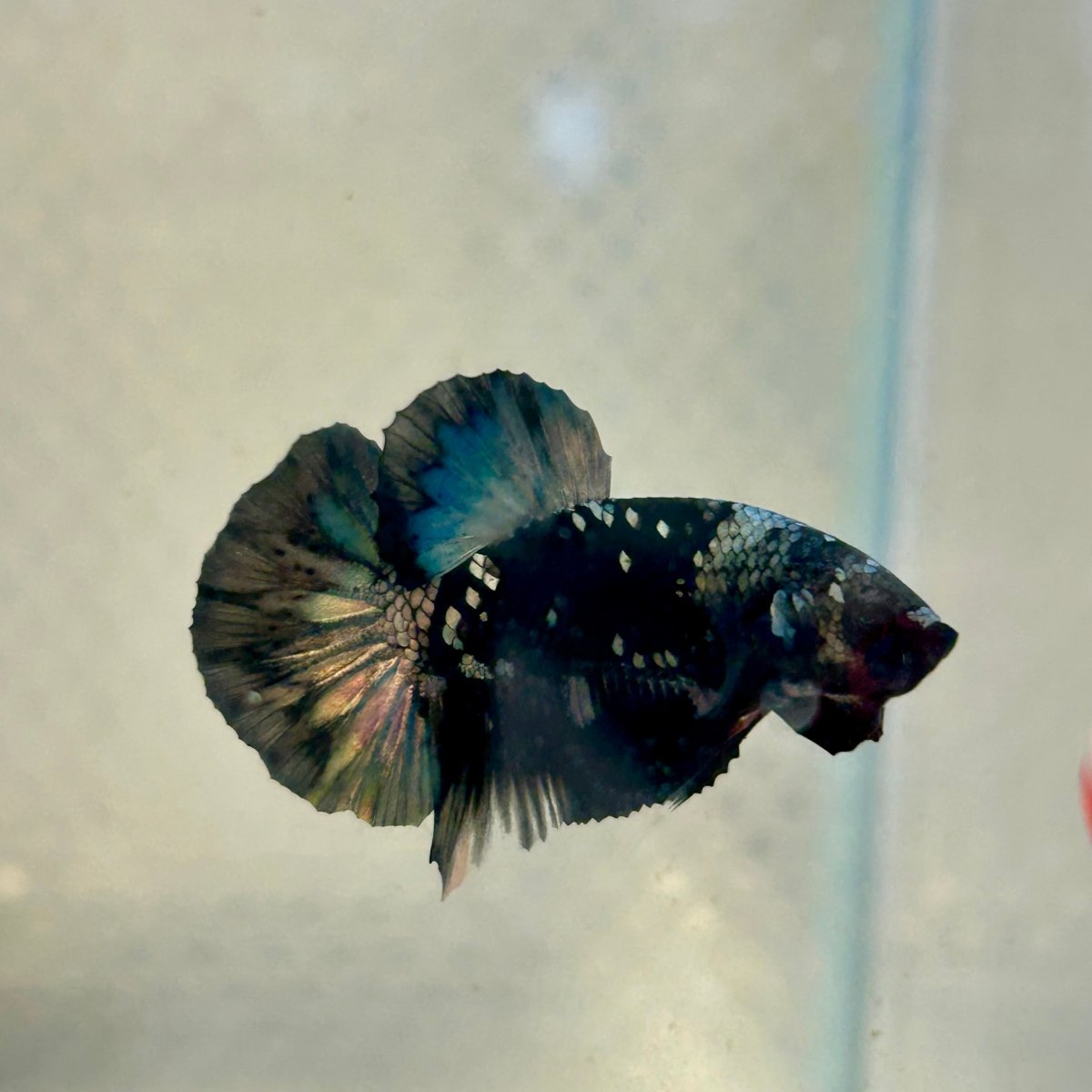 Avarta Copper Plakat - Male Betta 135