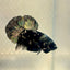 Avarta Copper Plakat - Male Betta 135
