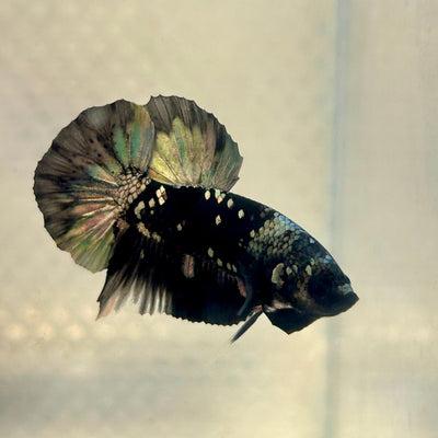 Avarta Copper Plakat - Male Betta 135