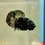 Avarta Copper Plakat - Male Betta 135