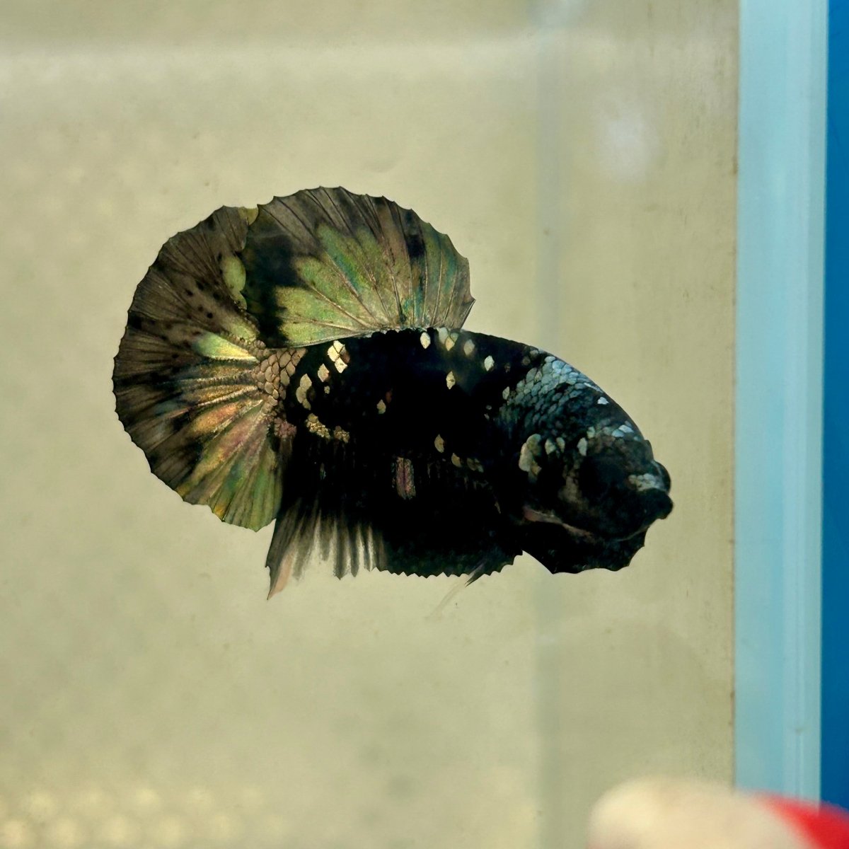 Avarta Copper Plakat - Male Betta 135