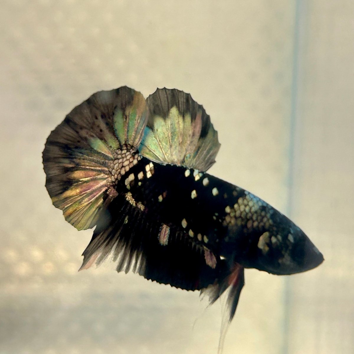 Avarta Copper Plakat - Male Betta 135