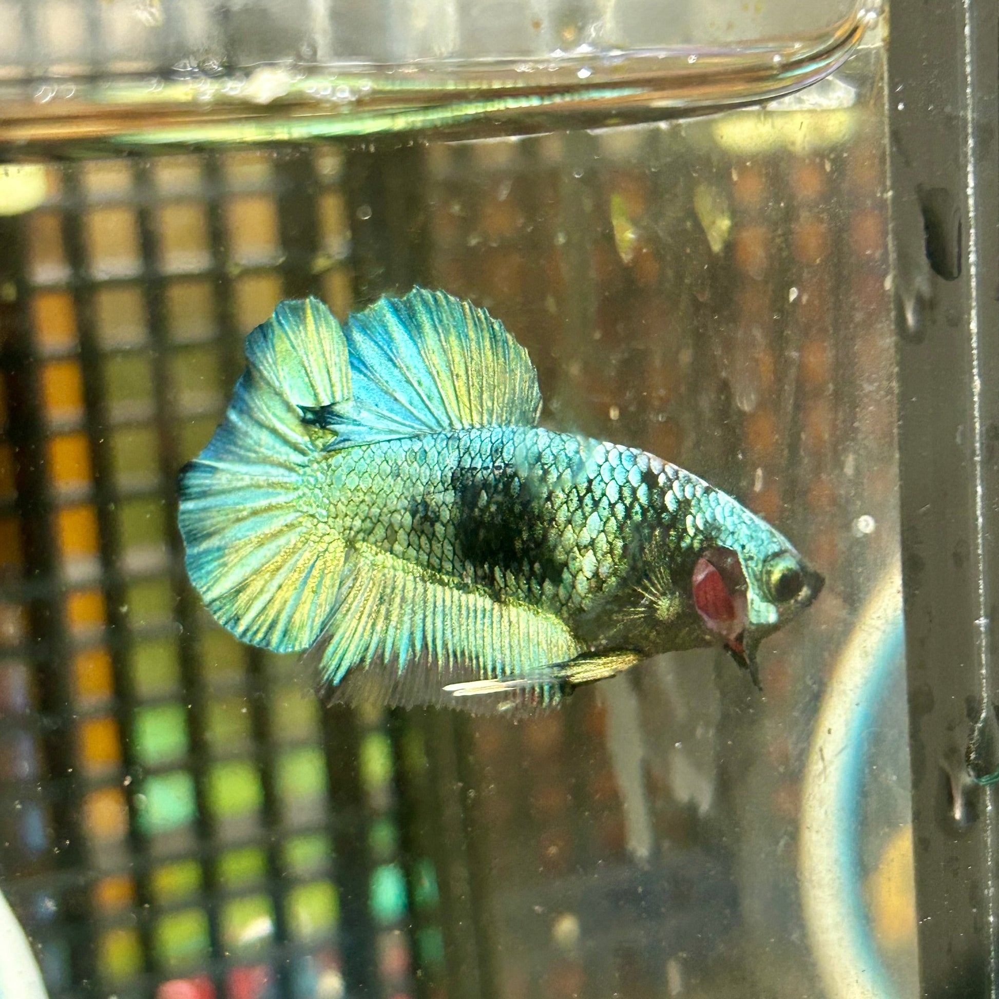 Avarta Copper Plakat - Male Betta 136