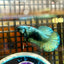 Avarta Copper Plakat - Male Betta 136