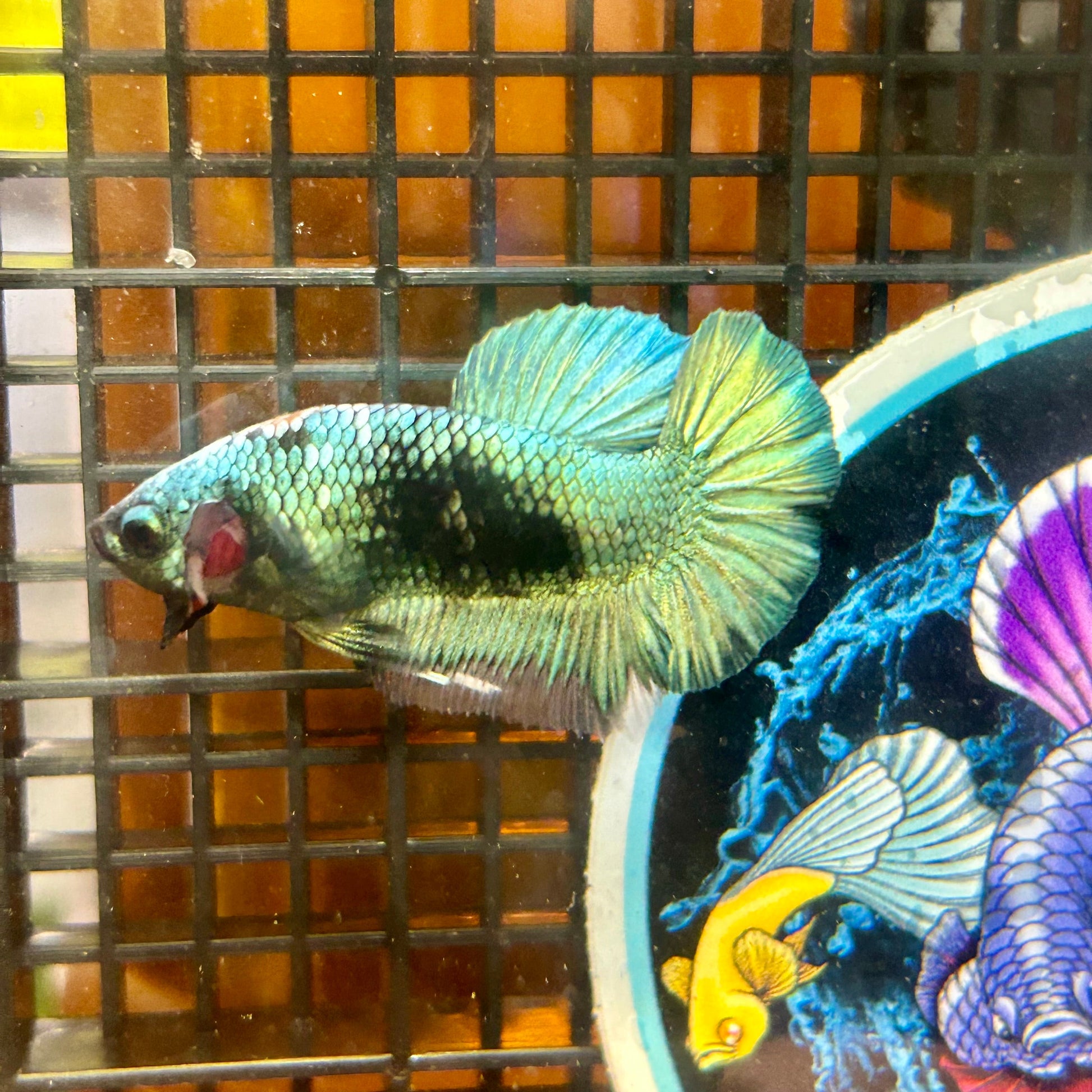 Avarta Copper Plakat - Male Betta 136