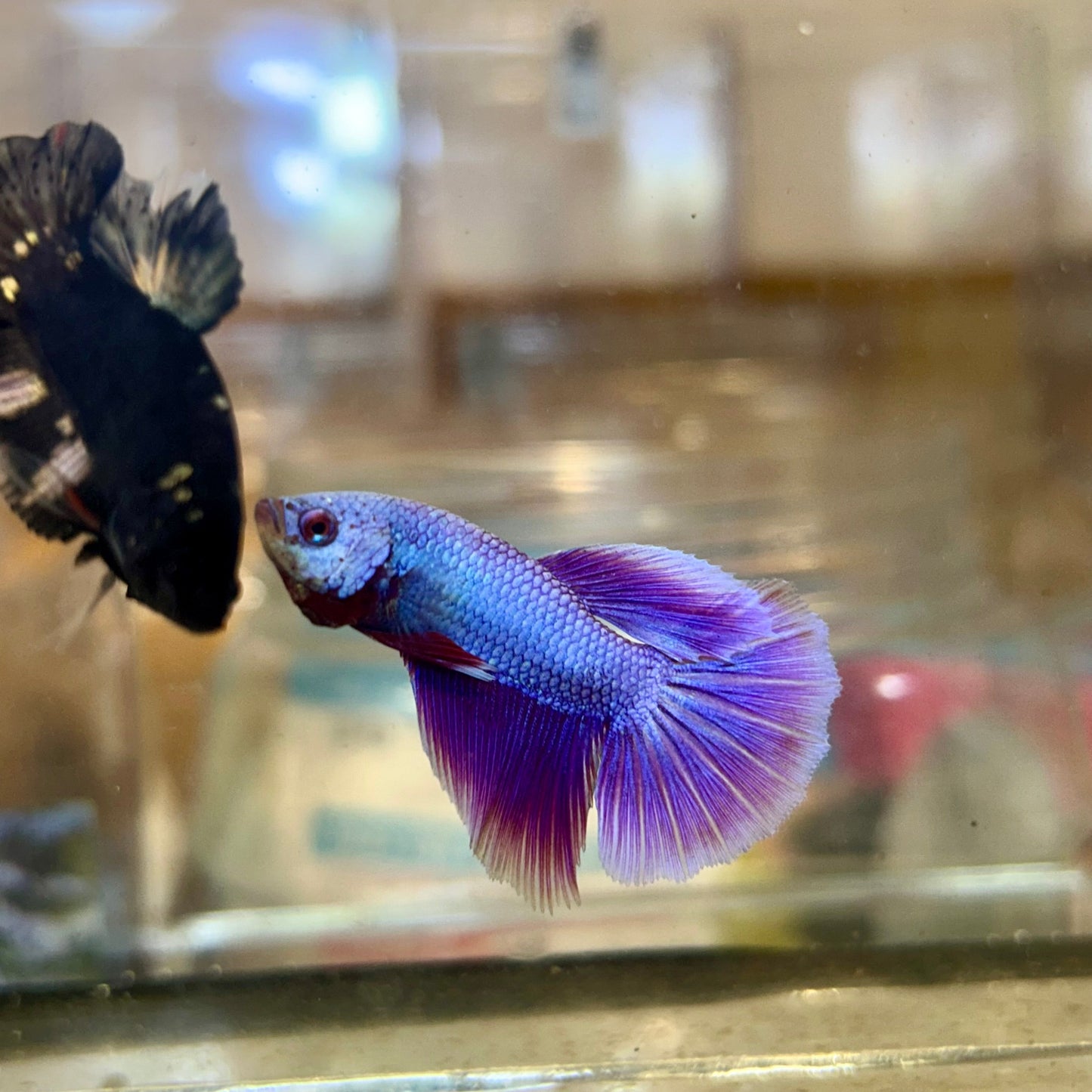 Avarta Copper Plakat - Male Betta 17