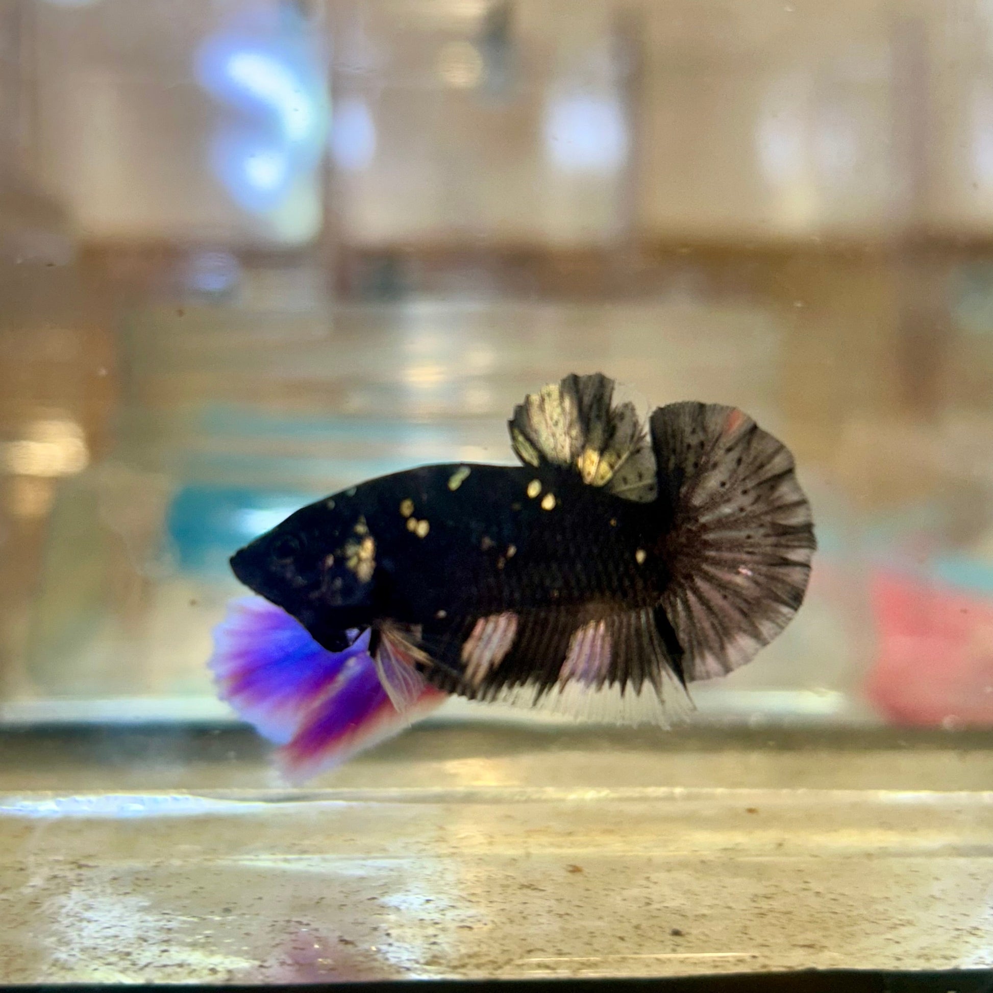 Avarta Copper Plakat - Male Betta 17