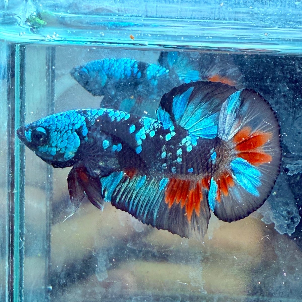 Avarta Copper Plakat - Male Betta 198