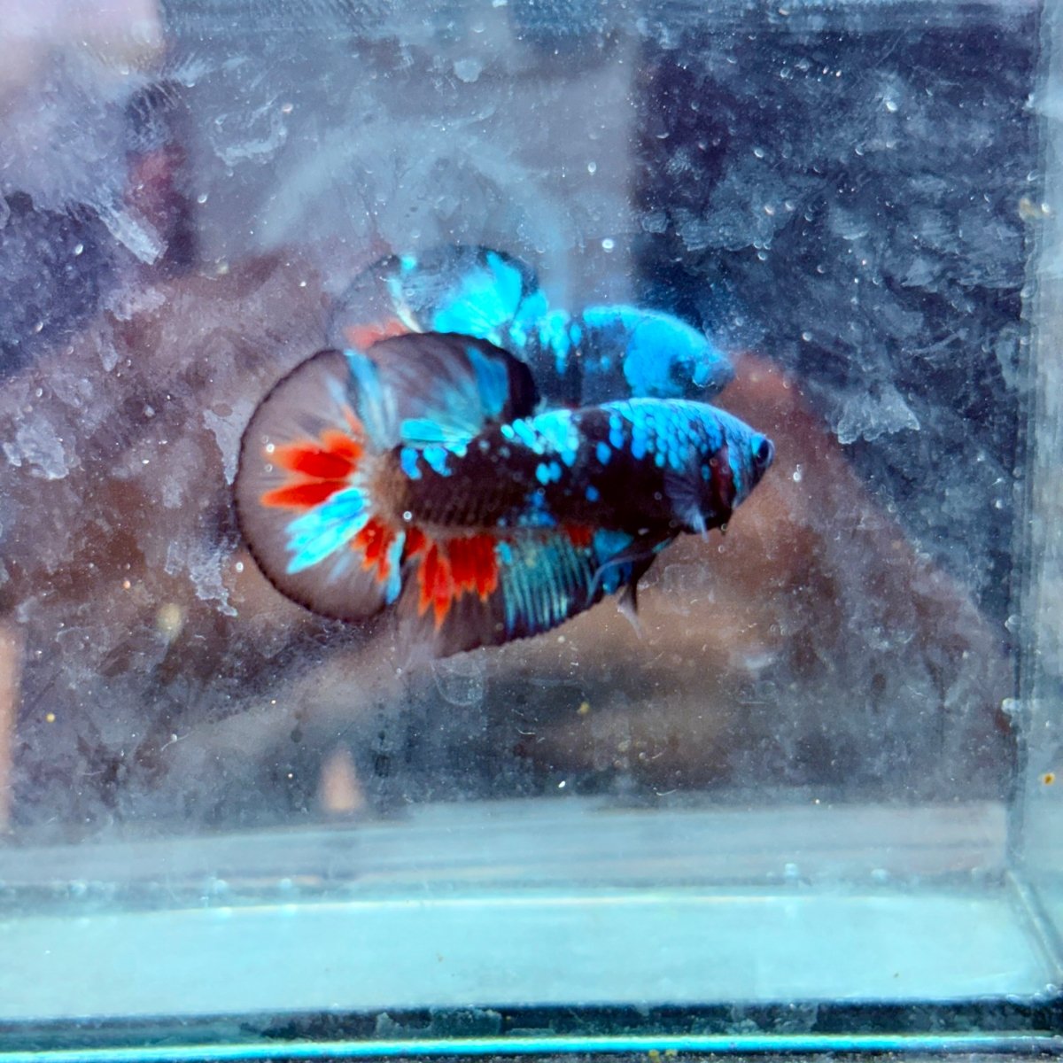 Avarta Copper Plakat - Male Betta 198