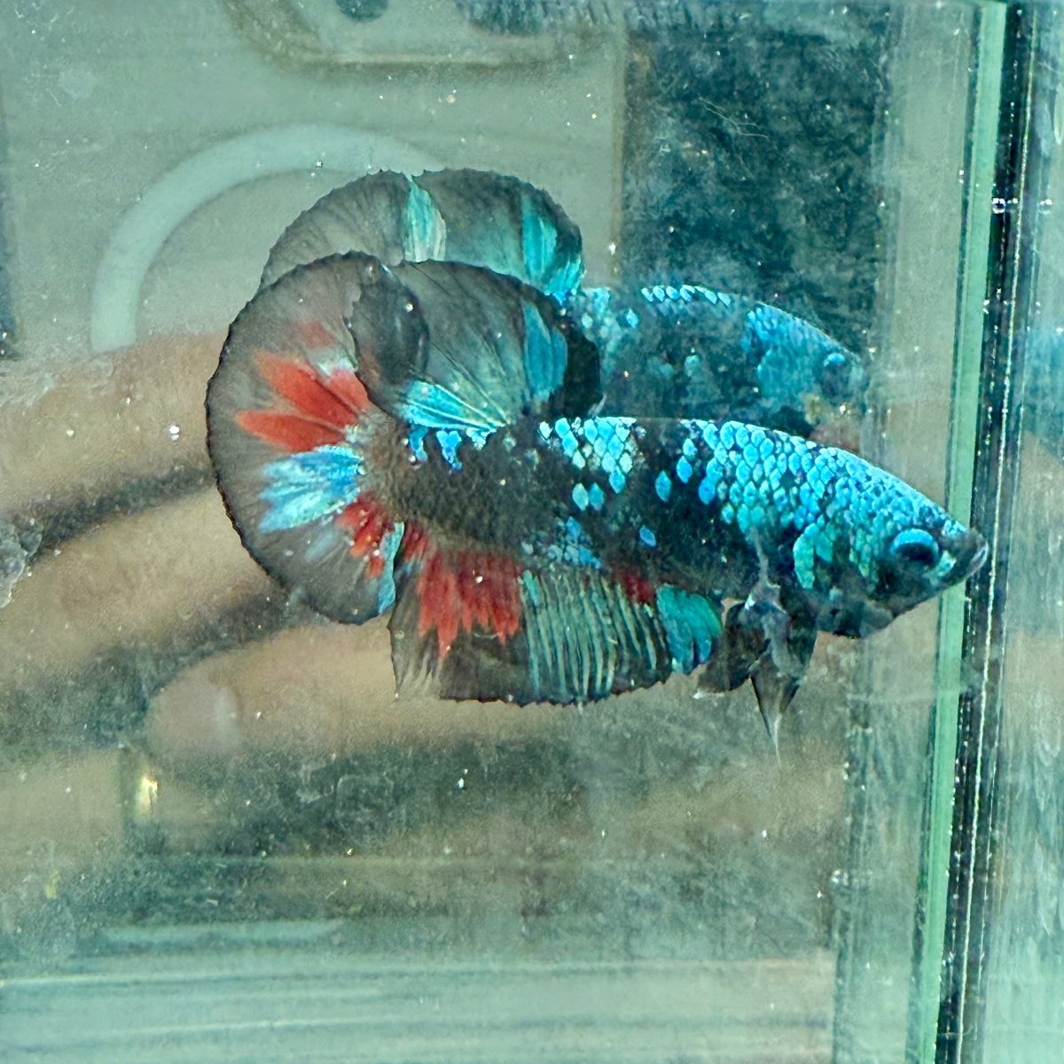 Avarta Copper Plakat - Male Betta 198