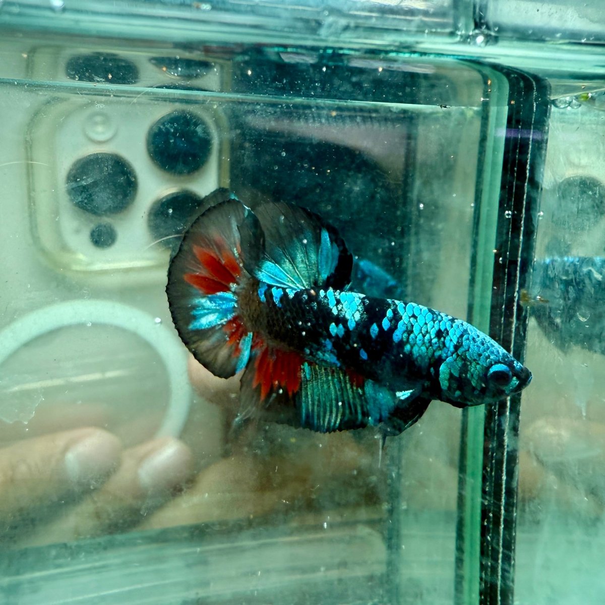 Avarta Copper Plakat - Male Betta 198