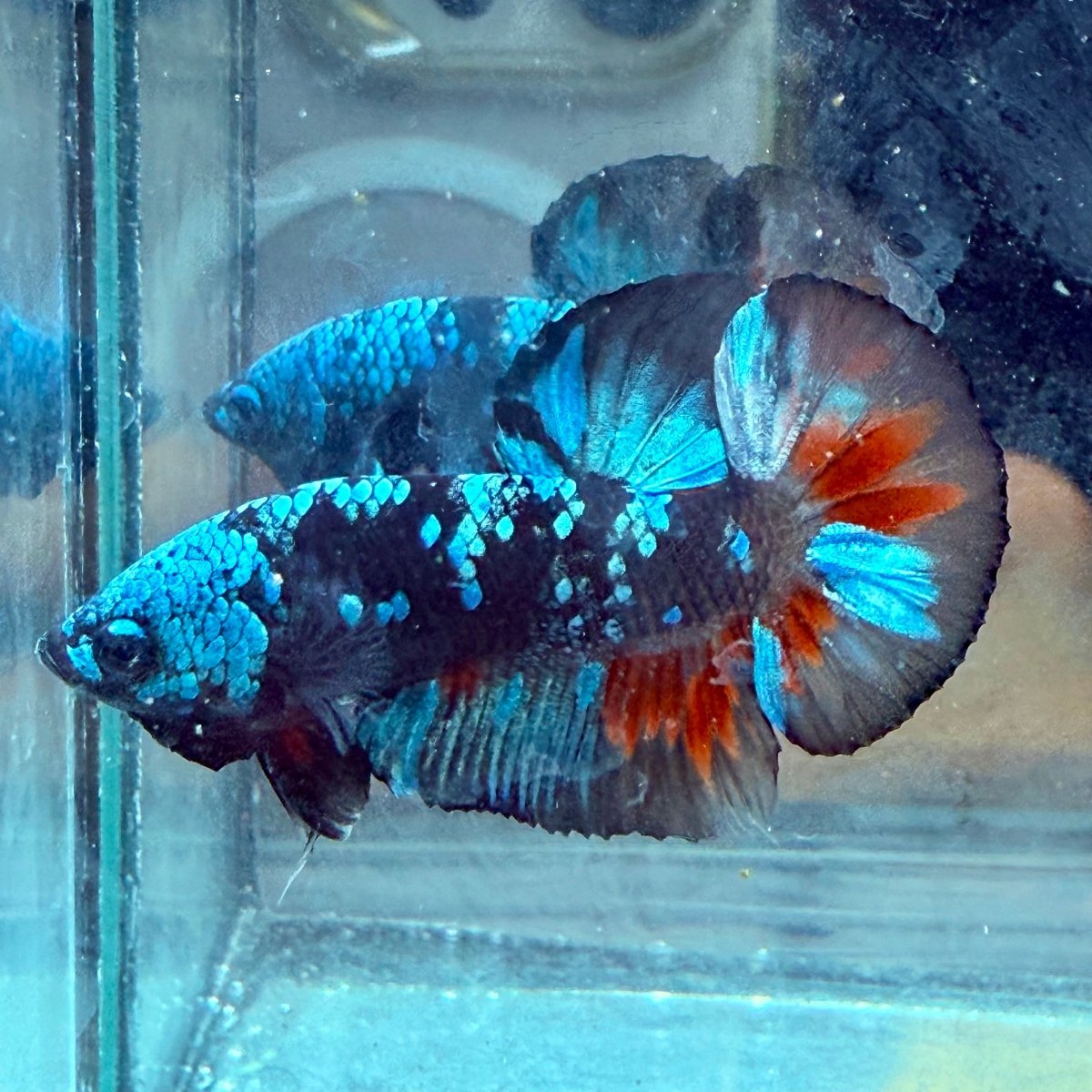 Avarta Copper Plakat - Male Betta 198