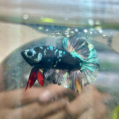 Avarta Copper Plakat - Male Betta 200