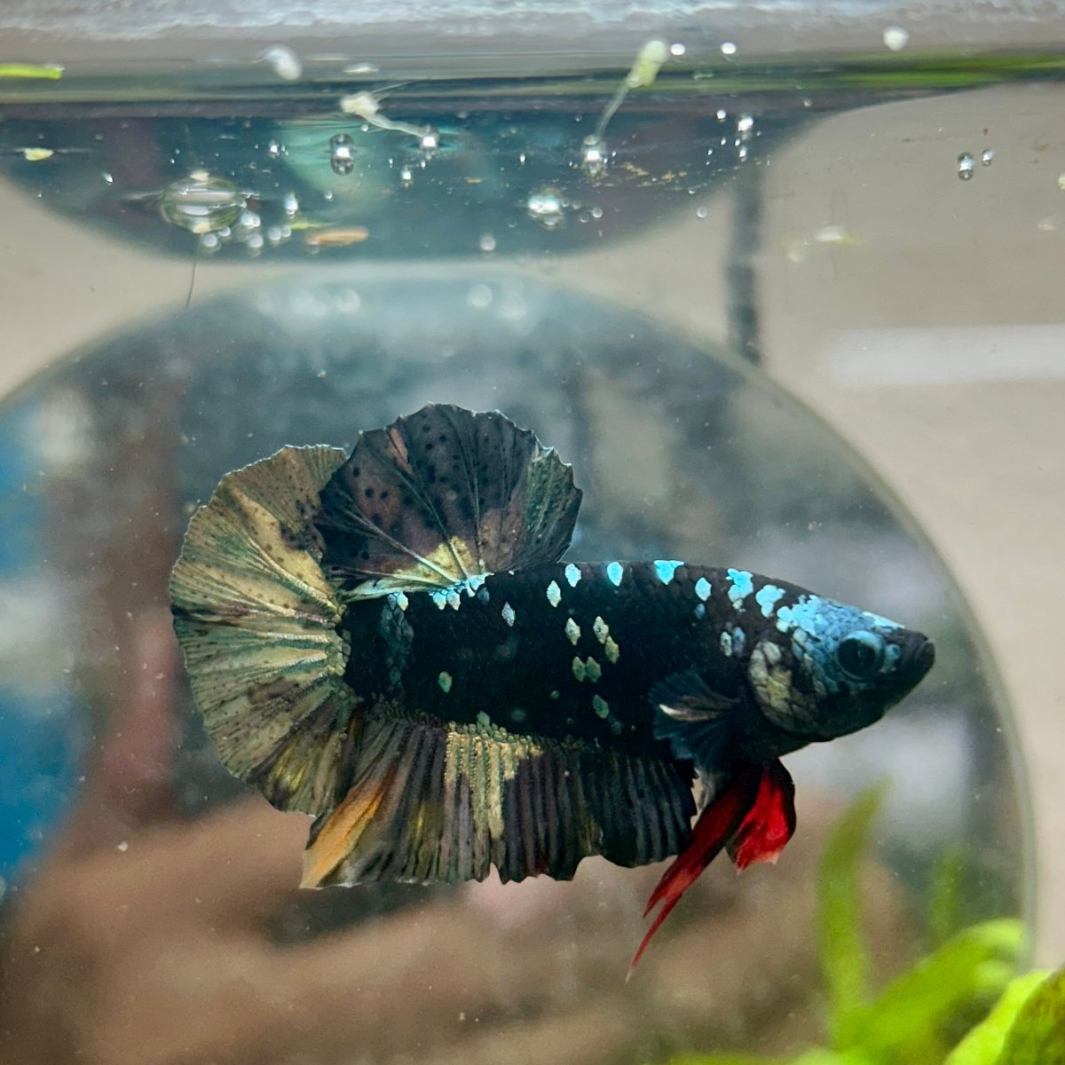 Avarta Copper Plakat - Male Betta 200