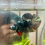 Avarta Copper Plakat - Male Betta 200