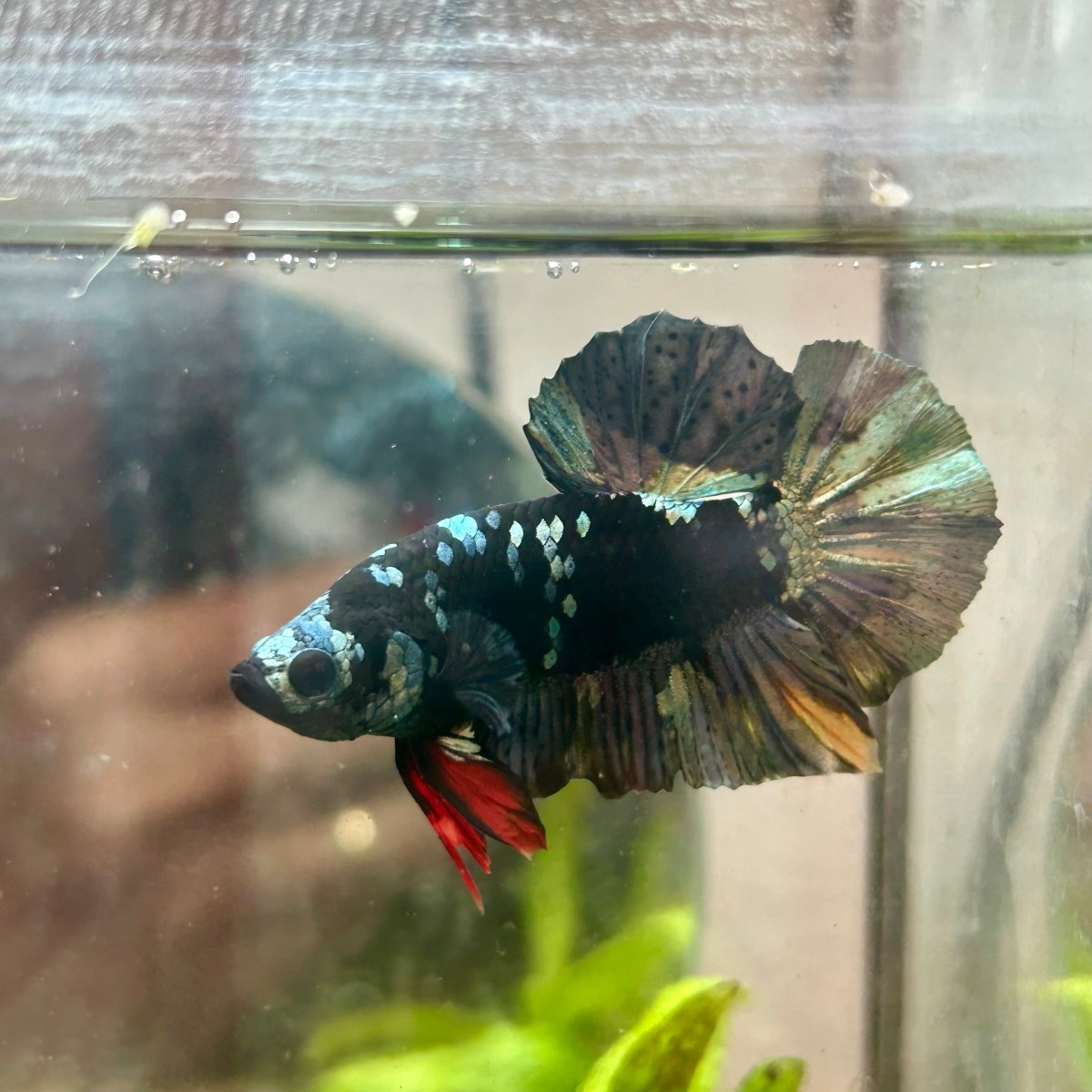 Avarta Copper Plakat - Male Betta 200