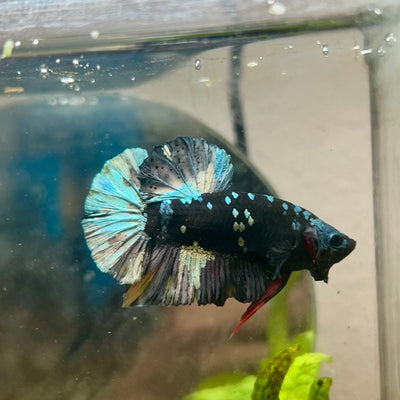 Avarta Copper Plakat - Male Betta 200