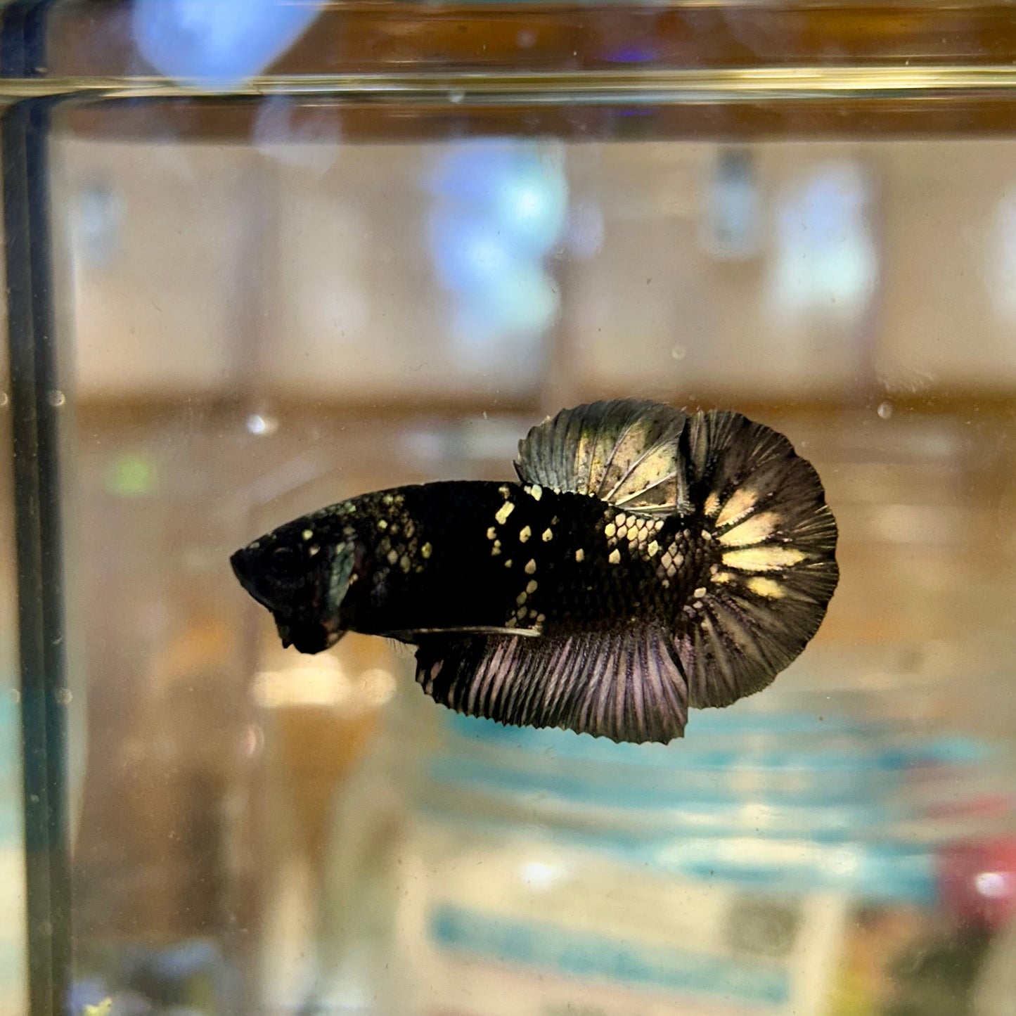 Avarta Copper Plakat - Male Betta 37