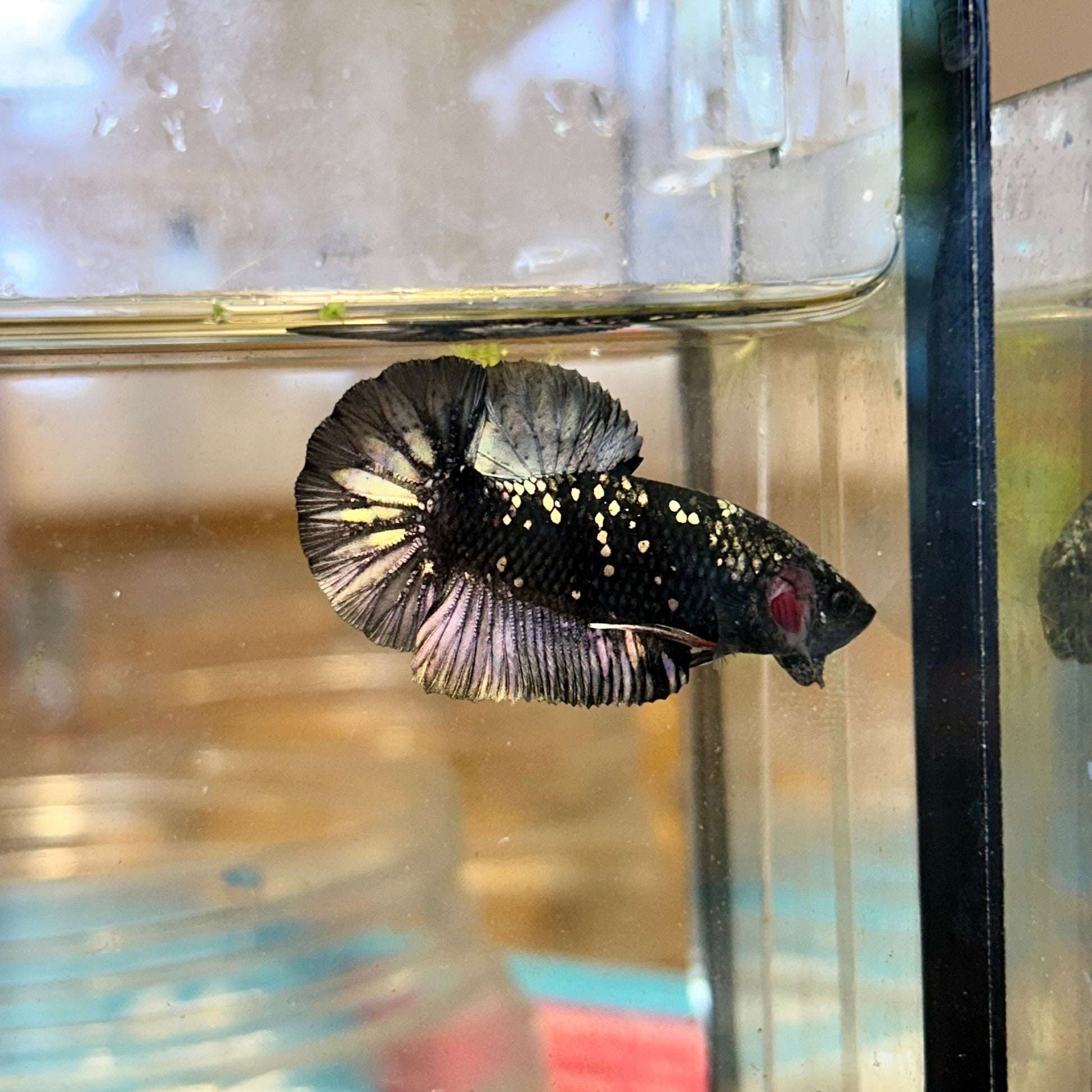 Avarta Copper Plakat - Male Betta 37