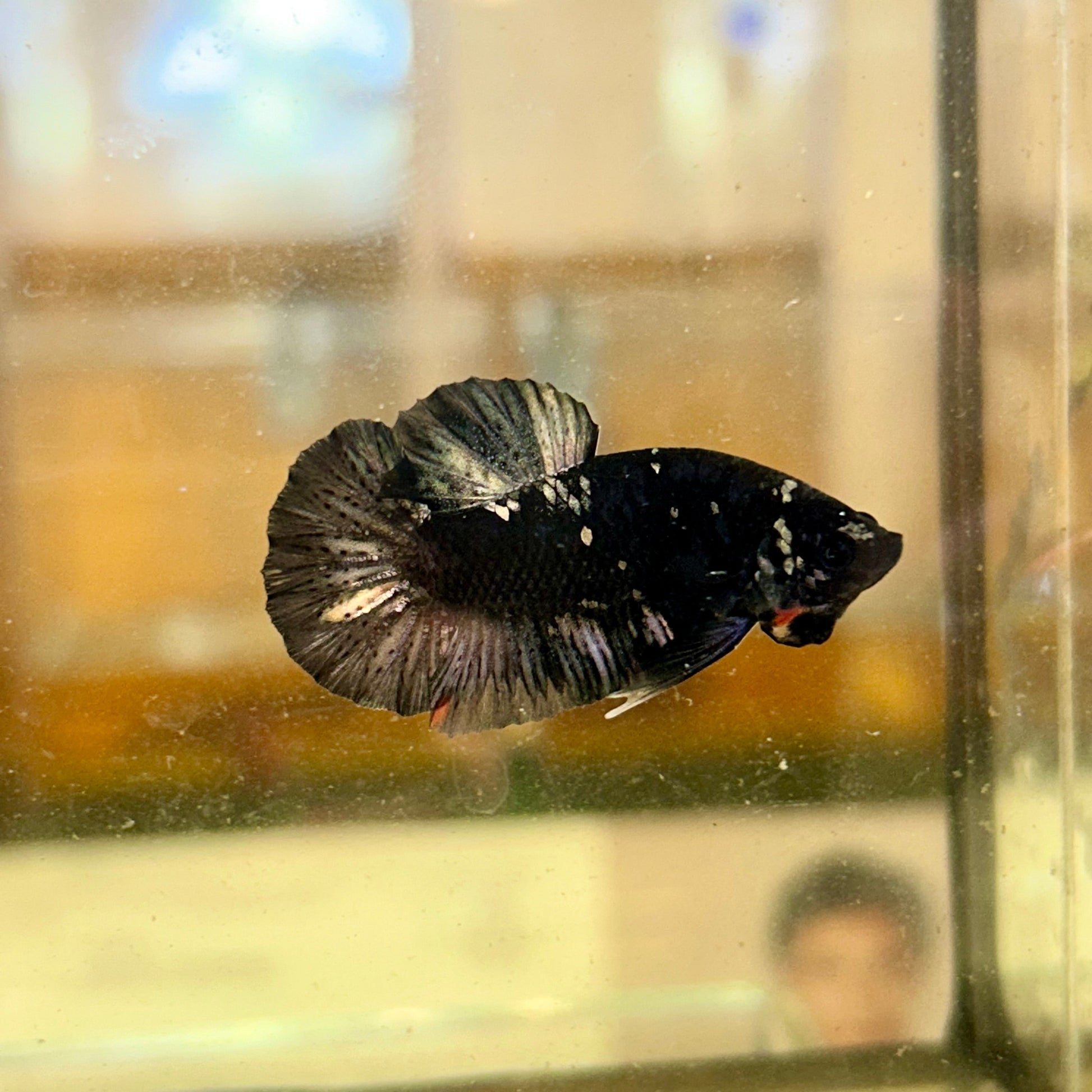 Avarta Copper Plakat - Male Betta 38