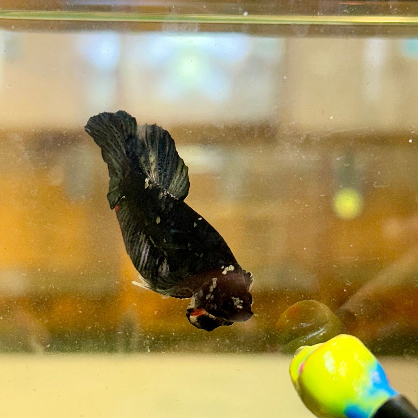 Avarta Copper Plakat - Male Betta 38