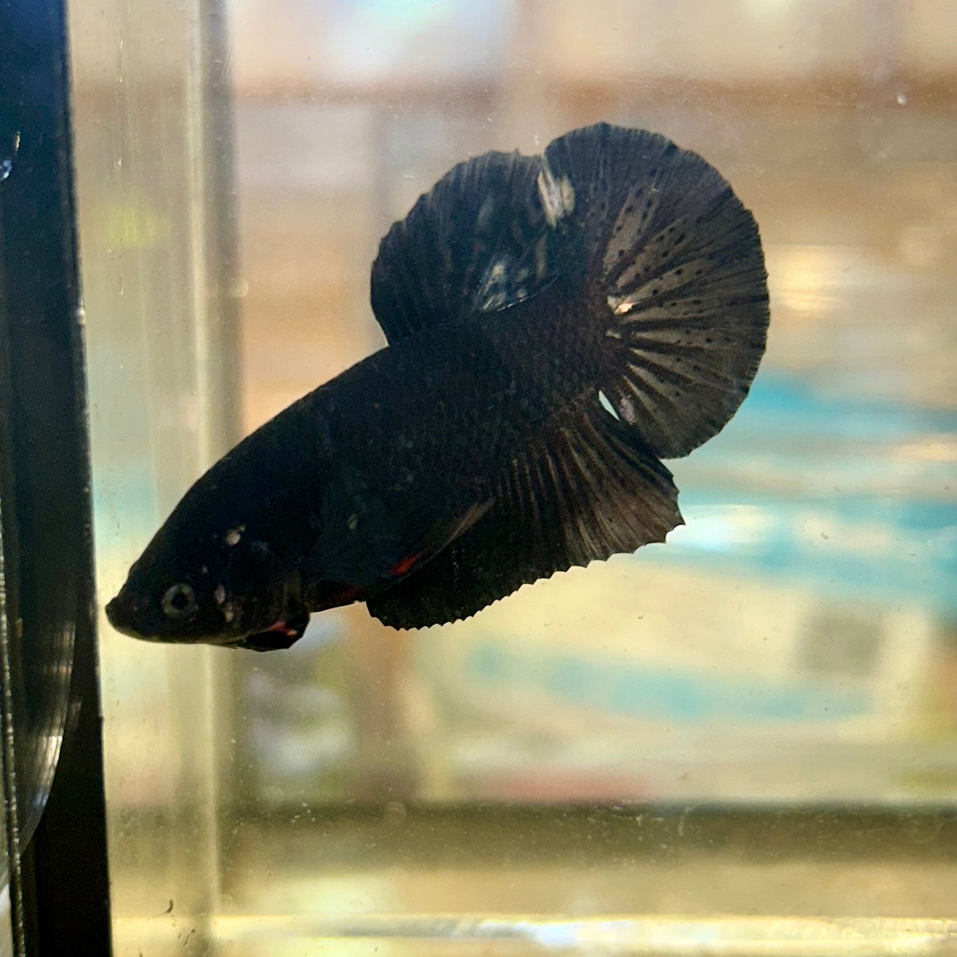 Avarta Copper Plakat - Male Betta 40