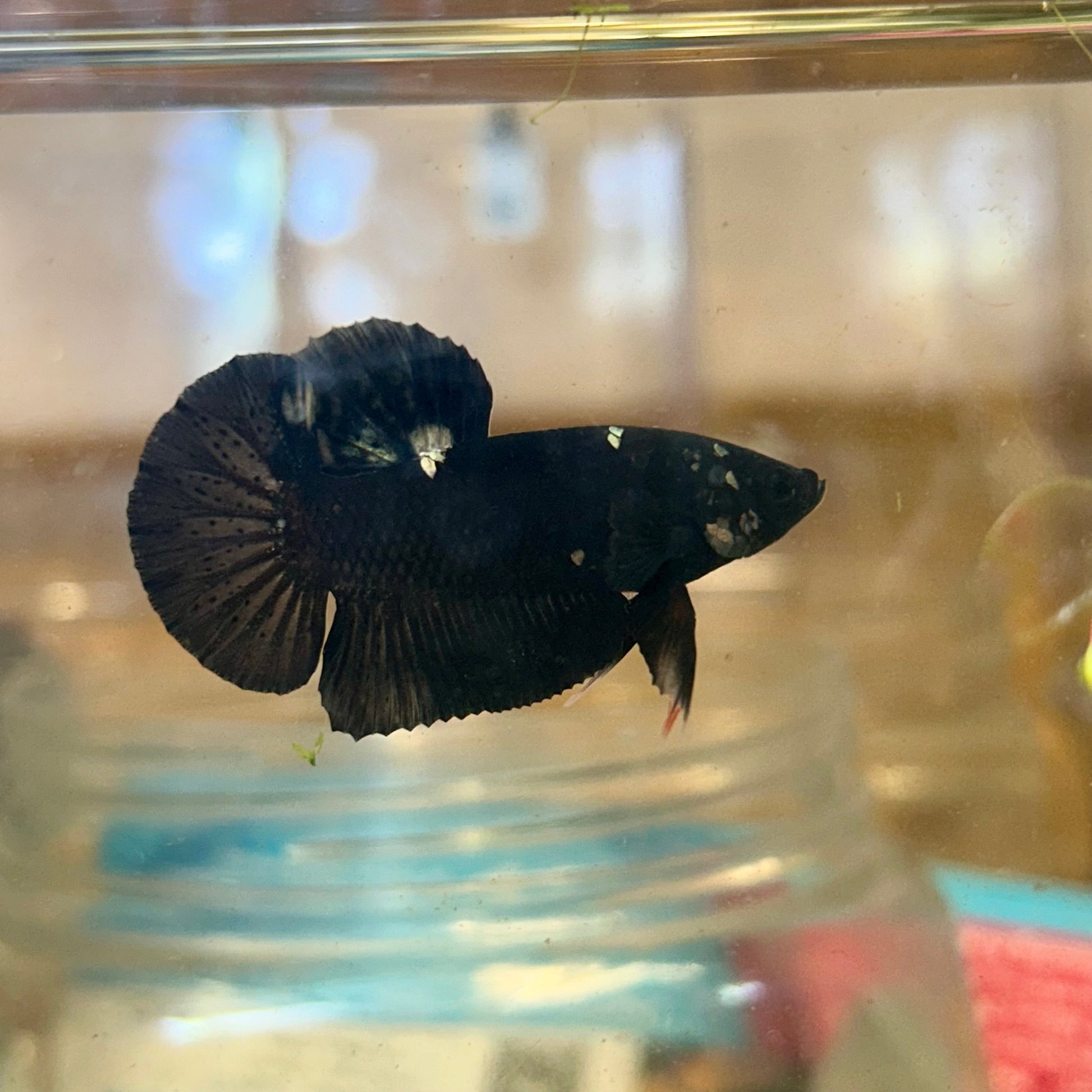 Avarta Copper Plakat - Male Betta 40