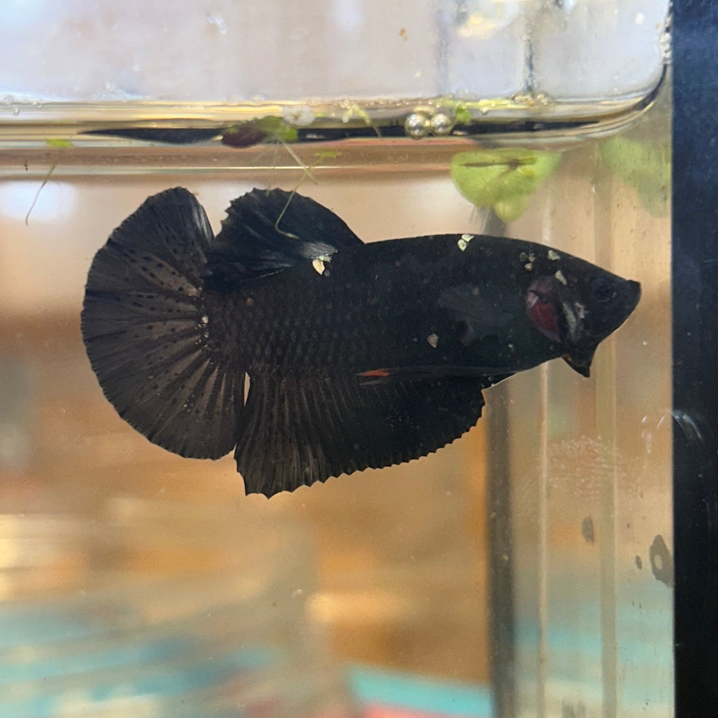 Avarta Copper Plakat - Male Betta 40