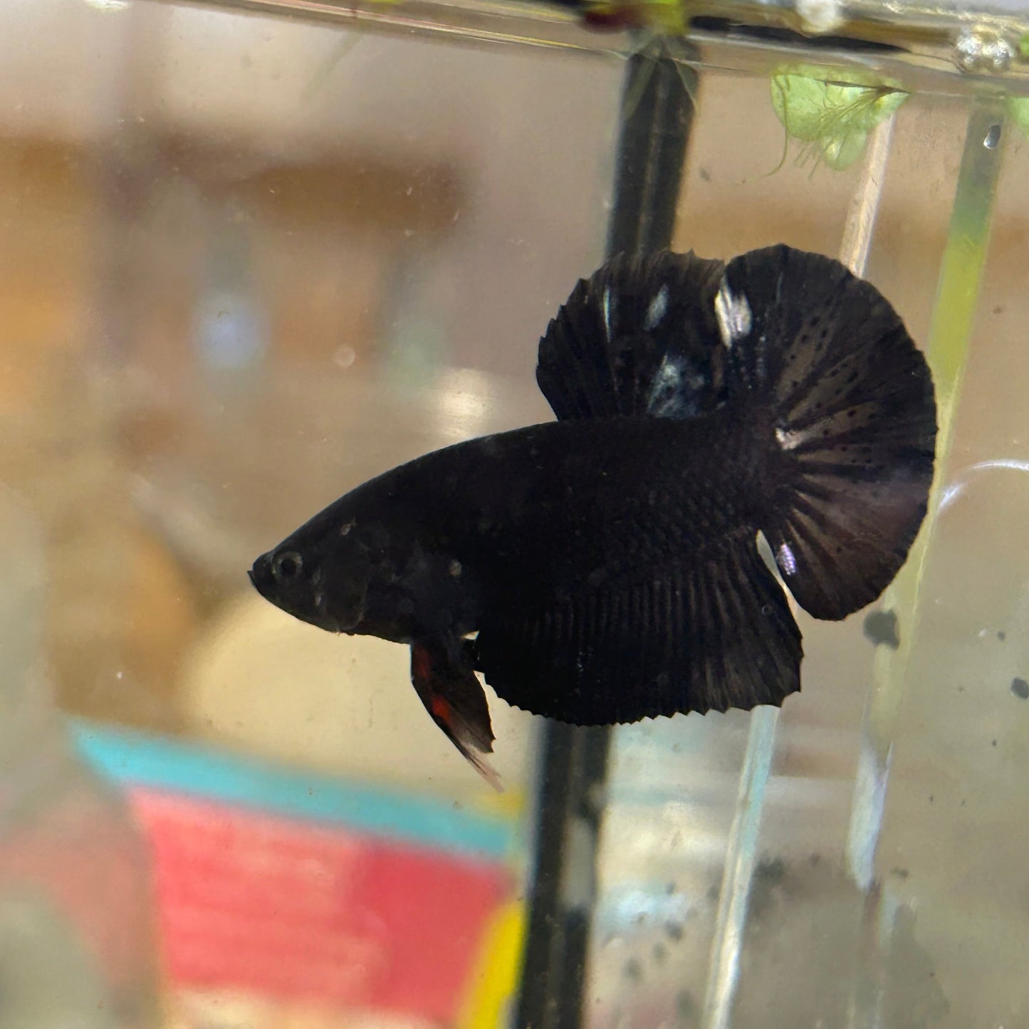 Avarta Copper Plakat - Male Betta 40