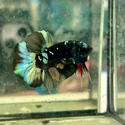 Avarta Copper Plakat - Male Betta A104
