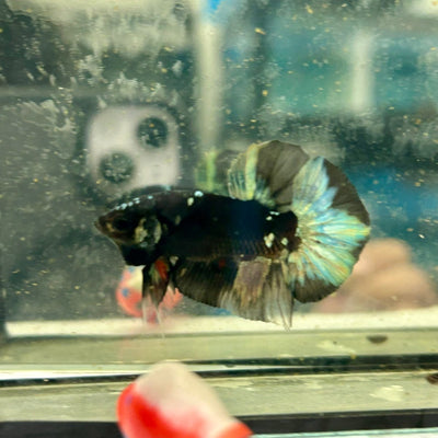 Avarta Copper Plakat - Male Betta A104