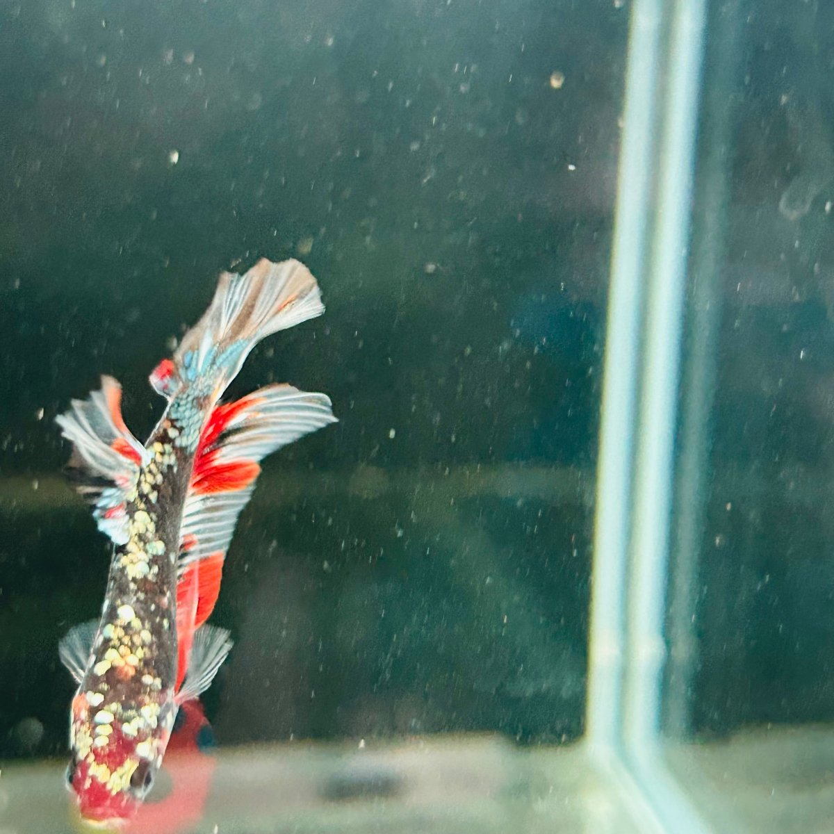 Avarta Copper Plakat - Male Betta M18