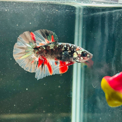 Avarta Copper Plakat - Male Betta M18