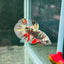 Avarta Copper Plakat - Male Betta M18