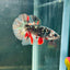 Avarta Copper Plakat - Male Betta M18