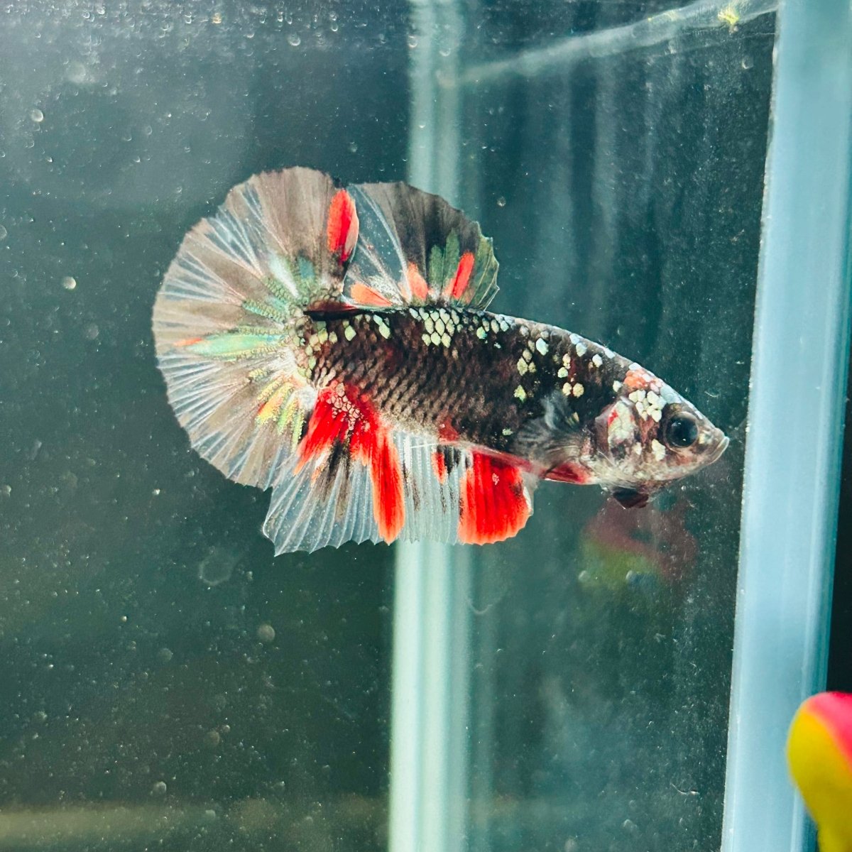 Avarta Copper Plakat - Male Betta M18