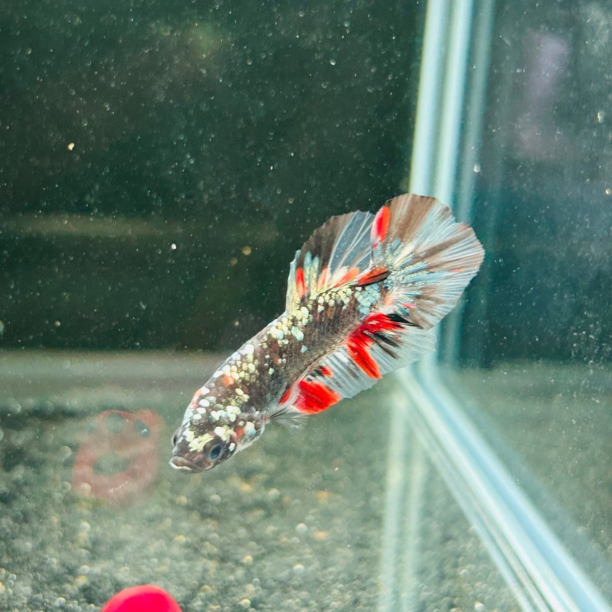 Avarta Copper Plakat - Male Betta M18