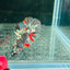 Avarta Copper Plakat - Male Betta M18