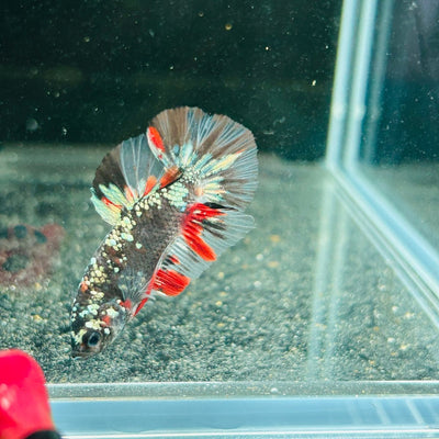 Avarta Copper Plakat - Male Betta M18