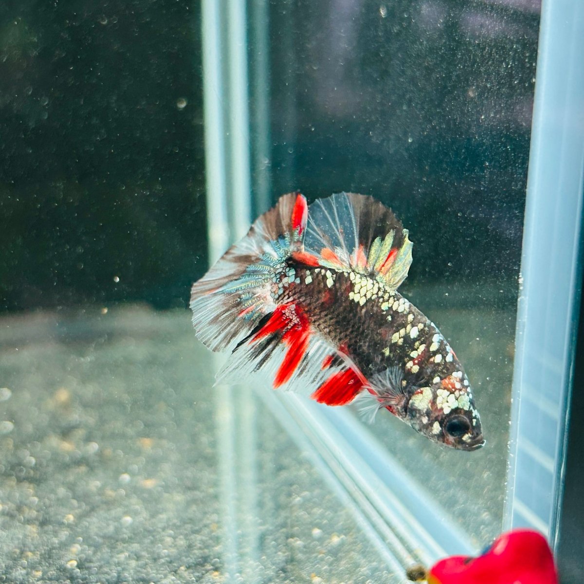 Avarta Copper Plakat - Male Betta M18