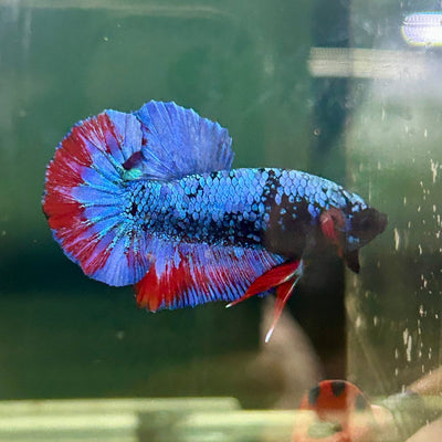 Avarta Copper Plakat - Male Betta M21