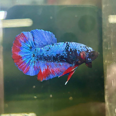 Avarta Copper Plakat - Male Betta M21