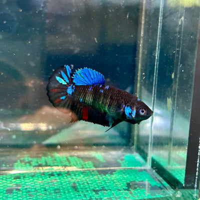 Avarta Gordon Plakat - Female Betta 104