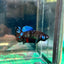 Avarta Gordon Plakat - Female Betta 104