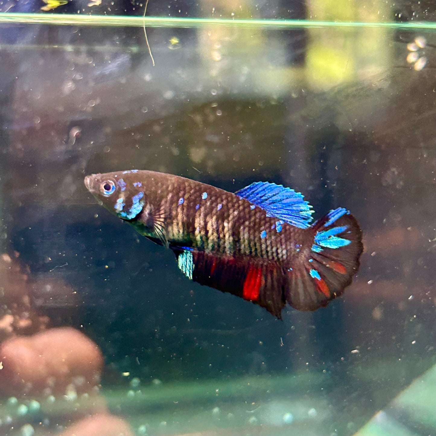 Avarta Gordon Plakat - Female Betta 104