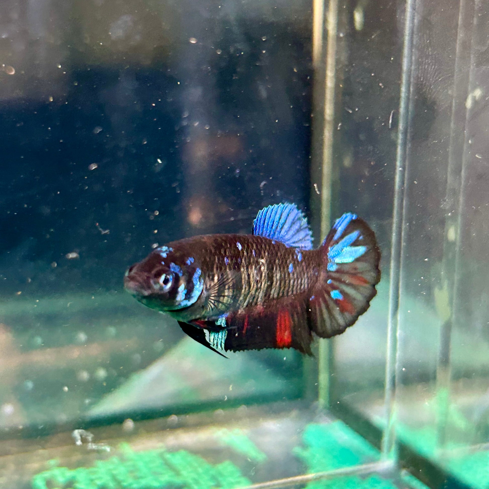 Avarta Gordon Plakat - Female Betta 104