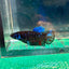 Avarta Gordon Plakat - Female Betta 104